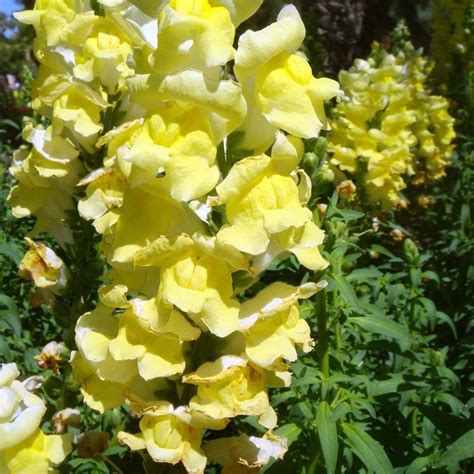 Snapdragon Seeds Prijs: -€1.70