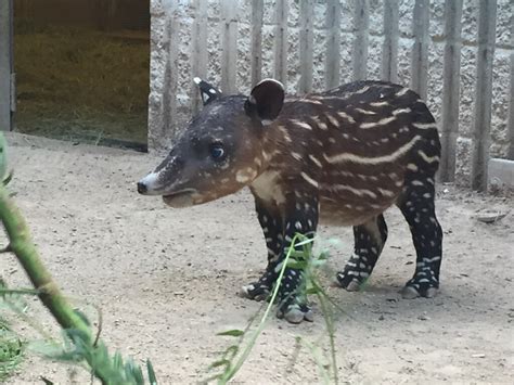 Reid Park Zoo Welcomes Baby Baird’s Tapir | Reid Park Zoo