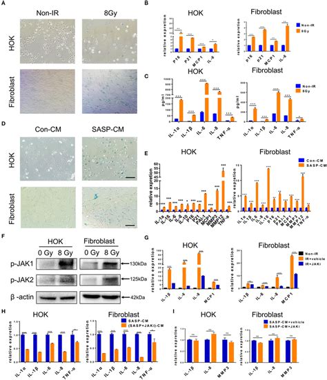 Senescent Cells Induce Cell Senescence And Sasp In Adjacent Cells A