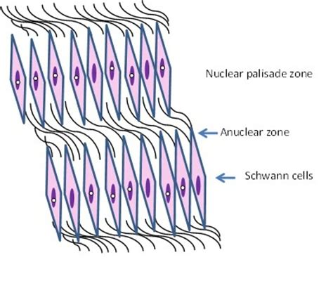 Antoni A Areas Are Characterised By Interlacing Bundles Of