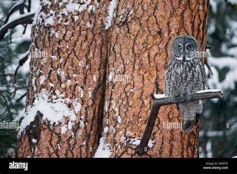 Great Gray Owl Strix Nebulosa In Winter North America Stock Photo