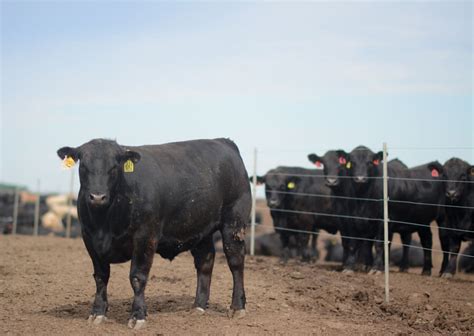 Certified Angus Beef Premiums Record High In 2021 Cab Cattle