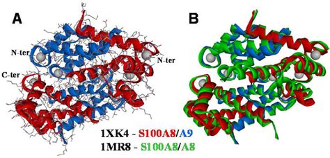 Figure 3 From Modulation Of Quaternary Structure Of S100 Proteins By Calcium Ions Semantic