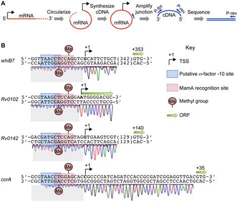 Transcriptional Start Site Tss Mapping Reveals A Consistent Spatial