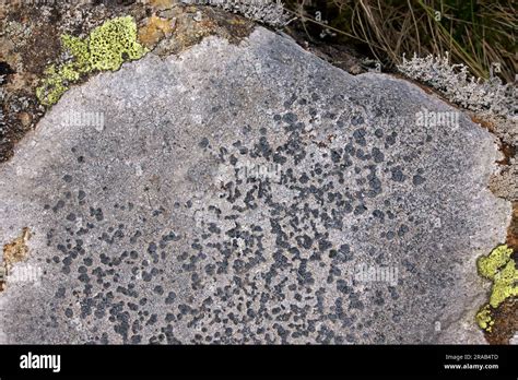 Lichen Found On Upland Rocks Hi Res Stock Photography And Images Alamy
