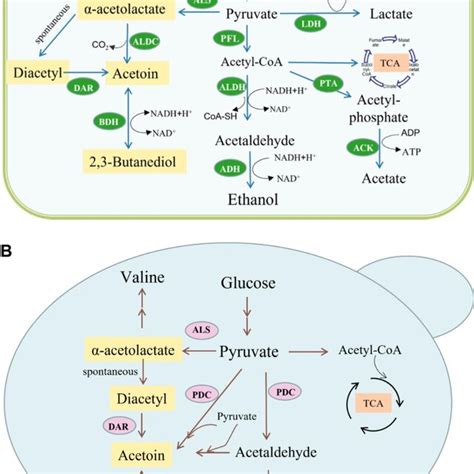 Biosynthetic Pathway Of Bd In Butanediol Producing Bacteria A