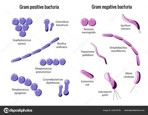 Bact Rias Gram Positivas E Gram Negativas Foto Airen Creation