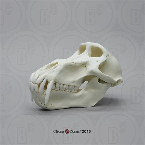 Male Chacma Baboon Skull - Bone Clones - Osteological Reproductions