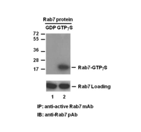 Rab7 Pull Down Activation Assay Kit NewEast Biosciences GTPase And