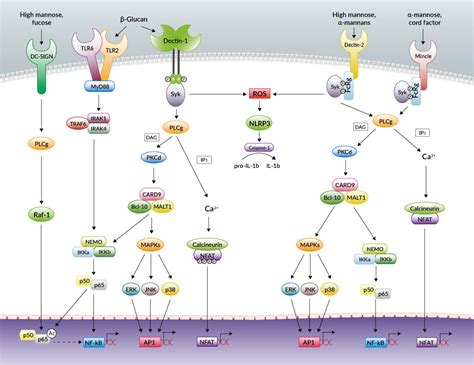 C Type Lectin Receptors Review InvivoGen