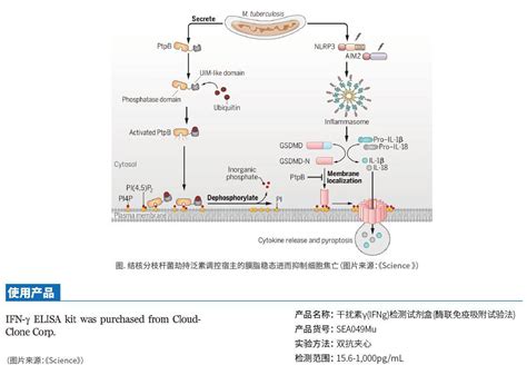 Science：结核分枝杆菌脂磷酸酶劫持宿主泛素抑制细胞焦亡 知乎