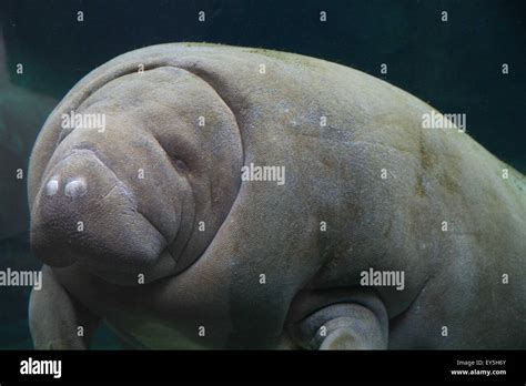 To Nostrils Hi Res Stock Photography And Images Alamy
