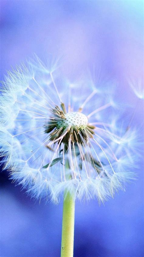 🔥 40 Samsung Dandelion Wallpapers Wallpapersafari