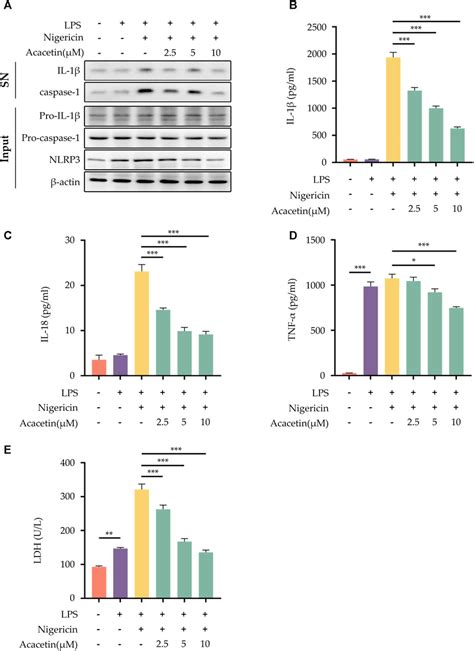 Frontiers Acacetin Inhibits Inflammation By Blocking Mapk Nf B