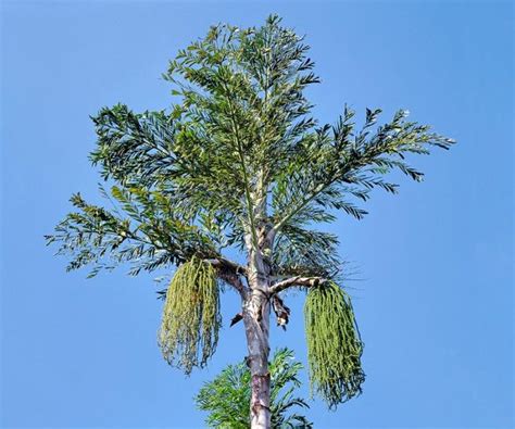 Caryota Urens Monaco Nature Encyclopedia