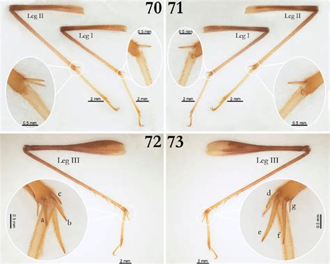 Phalangopsis Ferratilis N Sp Holotype Legs Morphology Right Legs