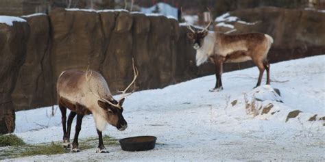 Creature Feature Reindeer Assiniboine Park Conservancy