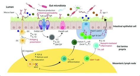 A Graphical Summary Of The Immunomodulatory Effects Of Probiotic