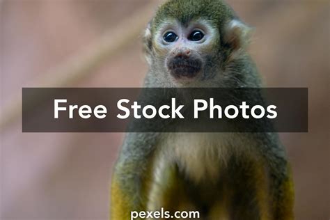 Monkey Rizz Photos Download The Best Free Monkey Rizz Stock Photos
