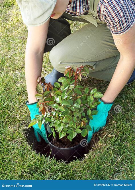 Gardeners are split on texas rose planting techniques this season 1