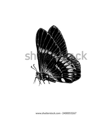 Butterfly Hand Drawing Vector Isolated On Stock Vector Royalty Free