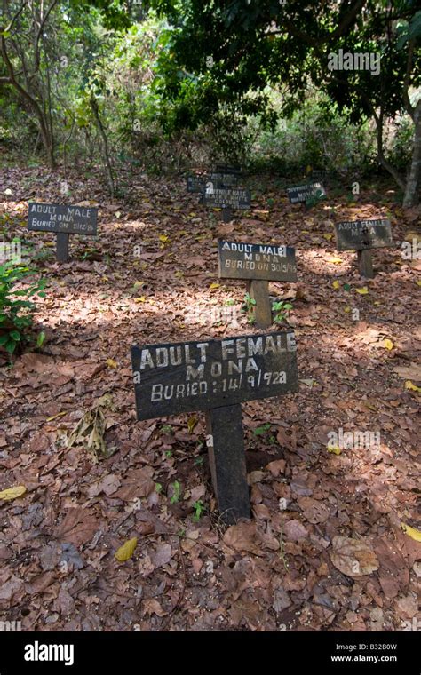 Monkey Graveyard In Boabeng Fiema Monkey Sanctuary Ghana Stock Photo