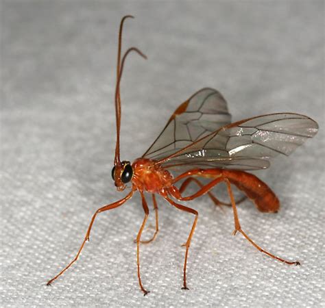 47 Best Of Do Short Tailed Ichneumon Wasp Sting Insectza