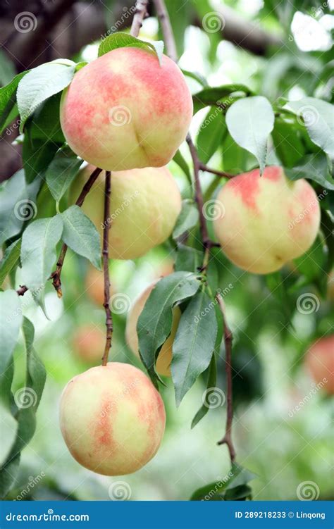 Ripe Fresh Peaches On The Peach Tree Are Full Of Branches Stock Image