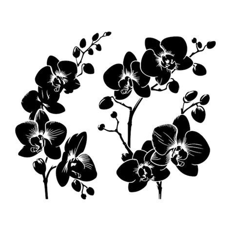 Premium Vector Vector Black Silhouettes Of Orchid Flowers Branch