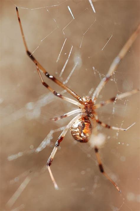 Male Brown Widow Spider Facts