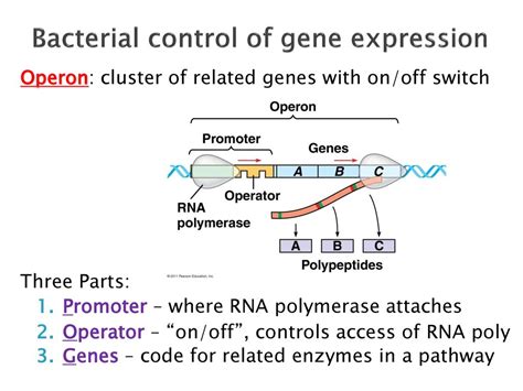 Chapter 18 Regulation Of Gene Expression Ppt Download