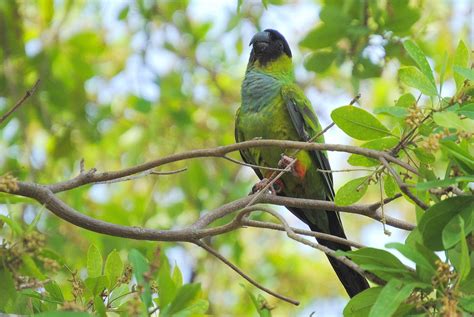 Field Notes And Photos Wild Parakeets Of Florida