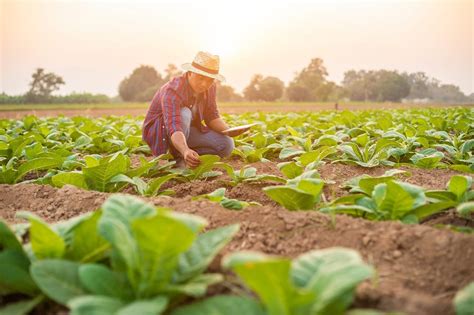 Qué Es La Economía Agrícola