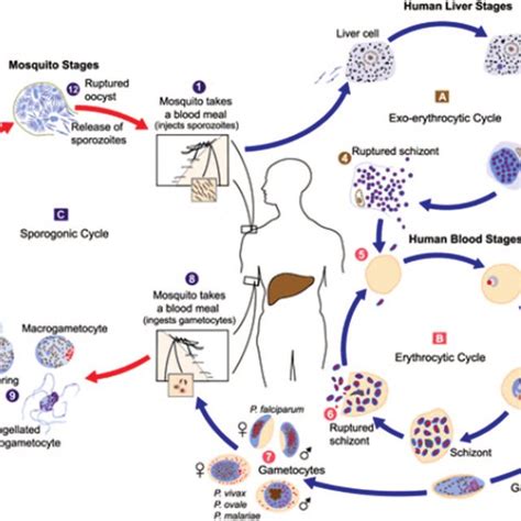 Plasmodium Falciparum Life Cycle In The Human Host And The Anopheles Download Scientific