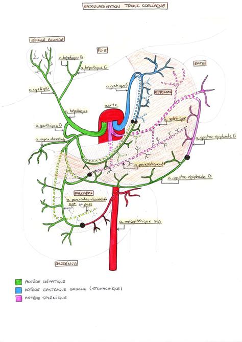 Vascularisation Du Tronc Coeliaque Art Re Tronc Coeliaque