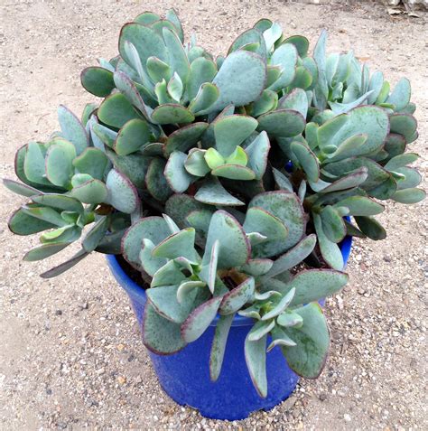 Crassula Arborescens Subsp Uneulatifolia Blue Bird Blue Succulents