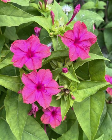 Flor Maravilha Mirabilis Jalapa Saiba Como Cultivar Esse Arbusto