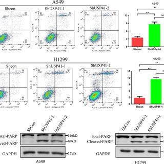 USP41 Affects Lung Cancer Cell Proliferation Three Independent