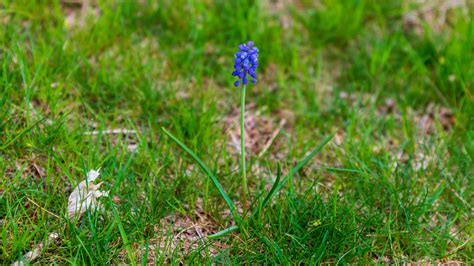 Grape Hyacinth in Lawn - LAND DESIGNS UNLIMITED LLC