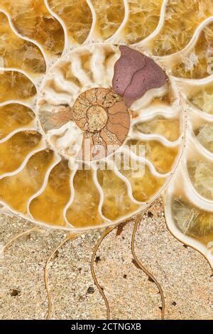 Macro Photograph Of A Split Fossilized Ammonite Shell Showing The