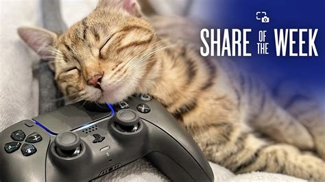 Share Of The Week Gamer Cats PlayStation Blog MastersInGaming