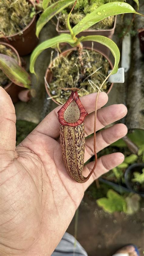 Nepenthes Ventricosa X Spectabilis Floricultura Pai E Filho