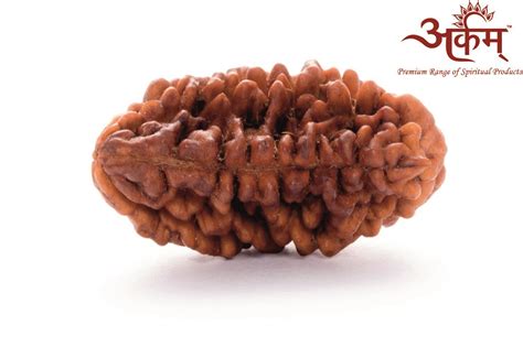 Buy Arkam Premium Mukhi Rudraksha Kaju Dana Original One Mukhi