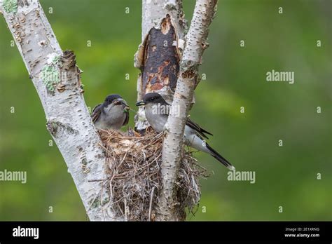 Usa Bird Caterpillar Chicks Hi Res Stock Photography And Images Alamy