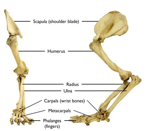 Skeletons Arms And Legs Museum Of Zoology Blog