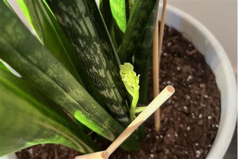 Flowering Snake Plant Secret To Getting Snake Plant To Bloom Garden