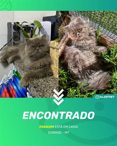 Gato Encontrado São Paulo SP Mingau AlertPet