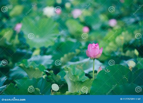 White Lotus Flower With Green Leaves In Pond Stock Image Image Of Scene Summer 117757391