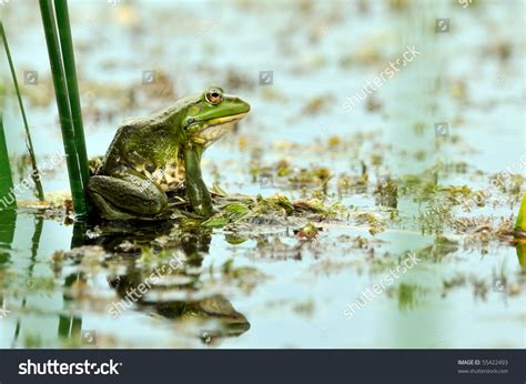 Frog Natural Habitat Stock Photo 55422493 - Shutterstock