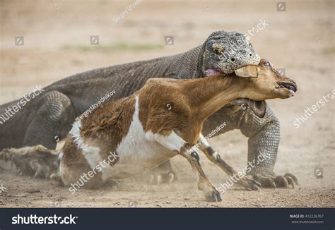 Komodo Dragon Varanus Komodoensis Attacks Prey Stock Photo 412226767 ...